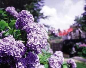 Kobe City Flower: Hydrangea