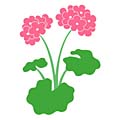 Geranium