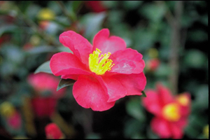 Camellia Sasanqua