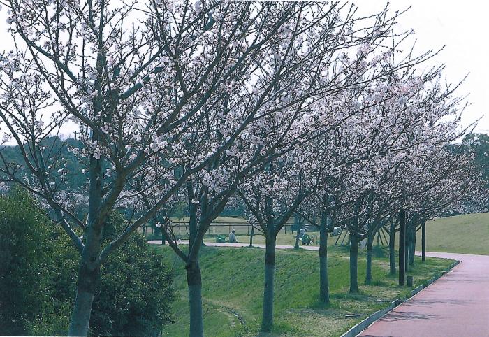 写真：垂水健康公園内の桜並木