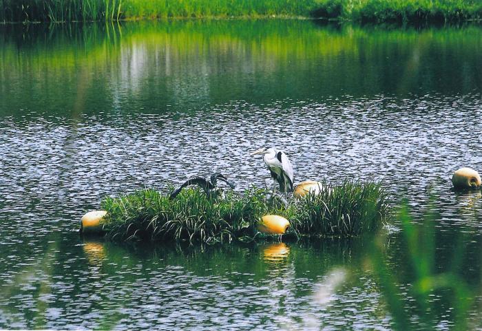 写真：塩屋台公園内の池で青鷺が卵を産み育て成長させて空へ飛びたさせた 1