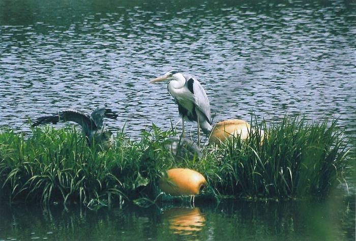 写真：塩屋台公園内の池で青鷺が卵を産み育て成長させて空へ飛びたさせた 2