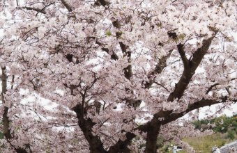 写真：真桜花爛漫の公園