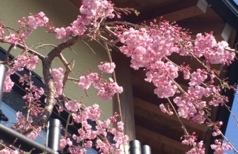 写真：桜花、窓辺を飾る