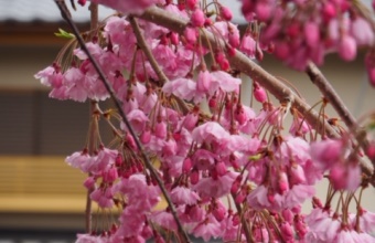 写真：枝垂れ桜に遅い春