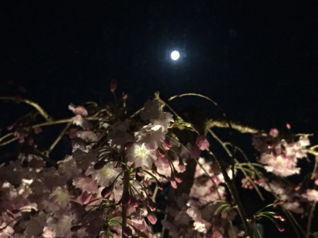 写真：満月に夜桜