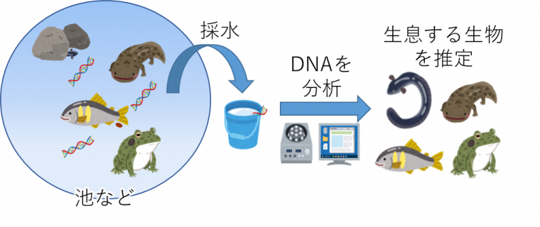環境DNA_概略図