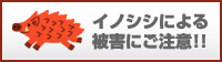 �C�m�V�V�ɂ���Q�ɂ����ӁI