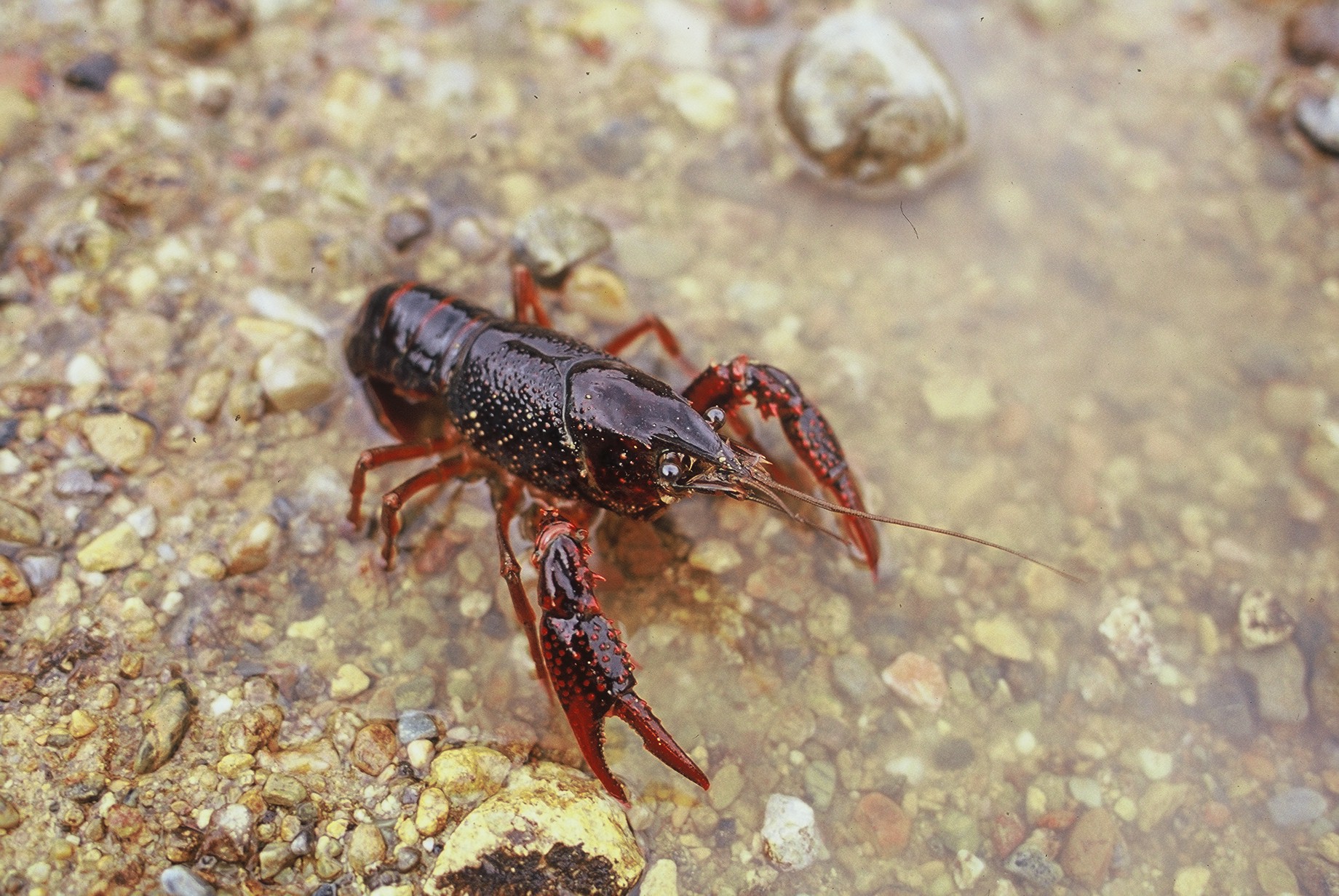 神戸市：外来種とは？