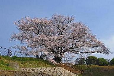 奥平野舞桜