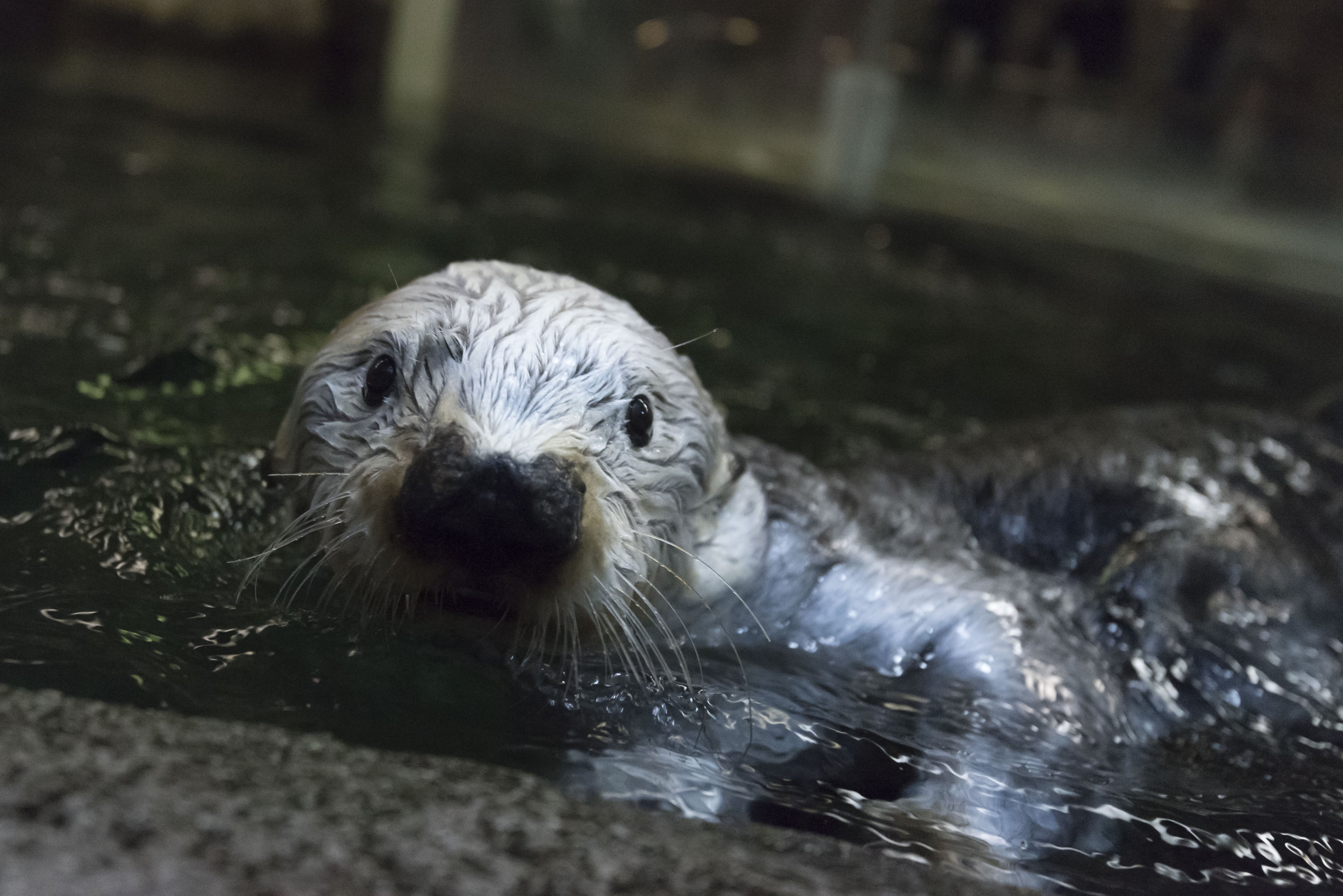 ラッコ 須磨 水族館