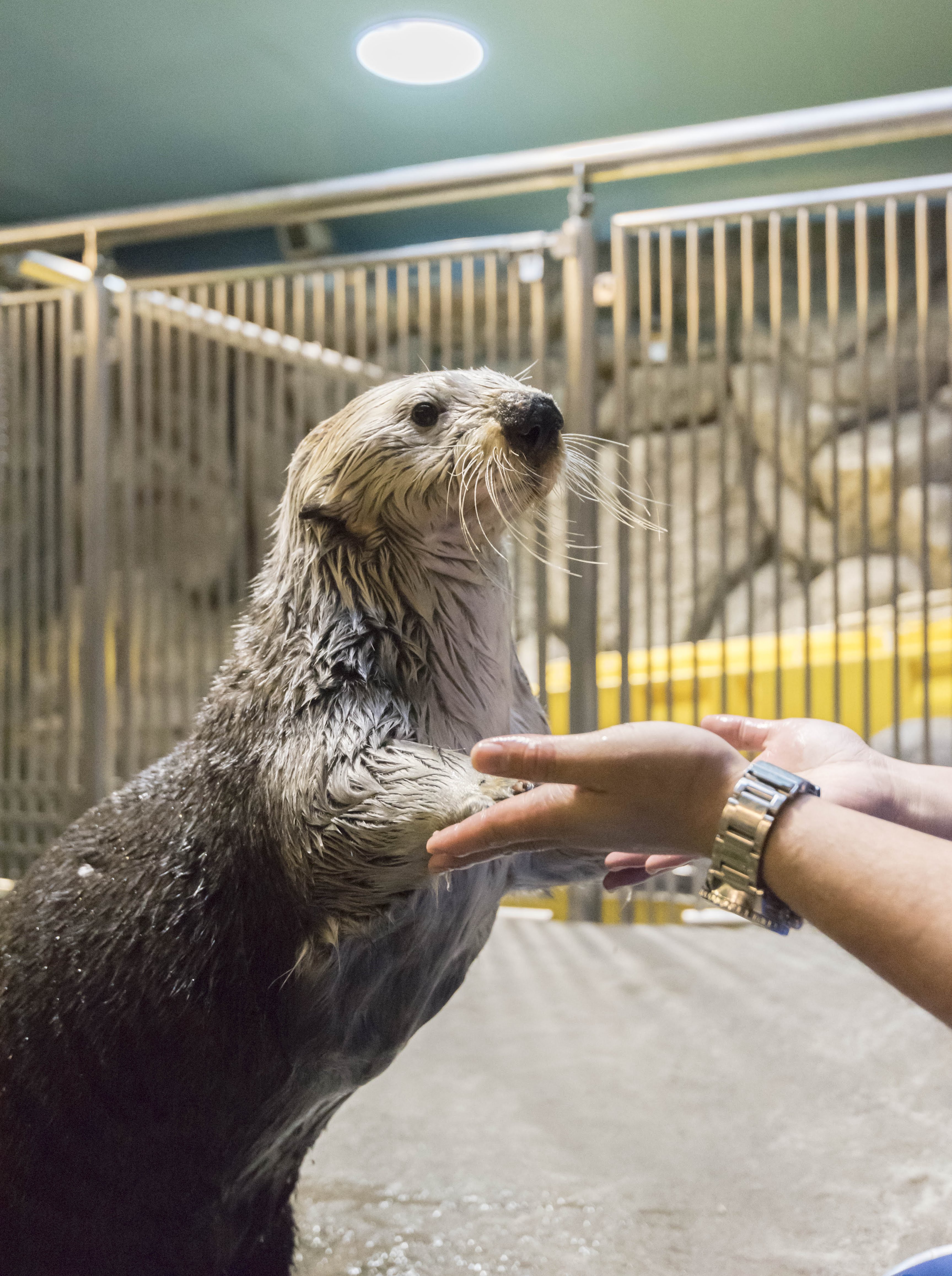 10％OFF ラッコ 須磨海浜水族園 須磨水族館 agapeeurope.org