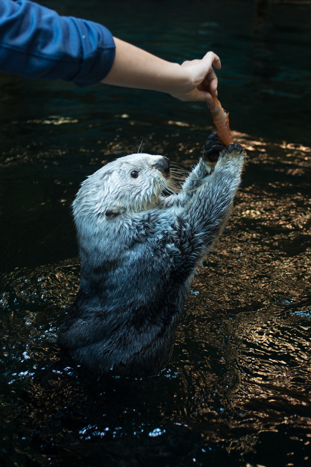 神戸市：須磨海浜水族園のラッコ