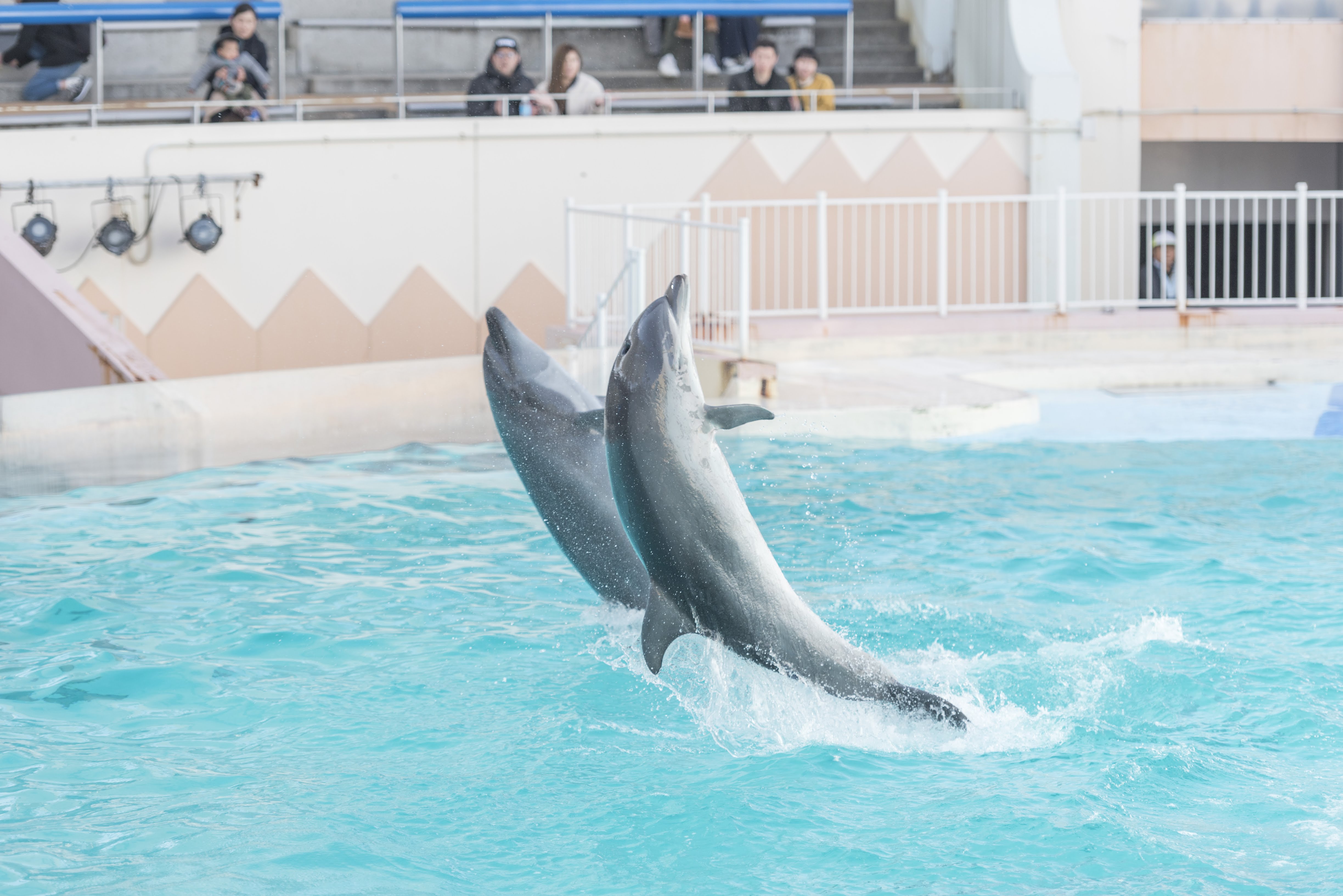 神戸市 須磨海浜水族園のバンドウイルカ