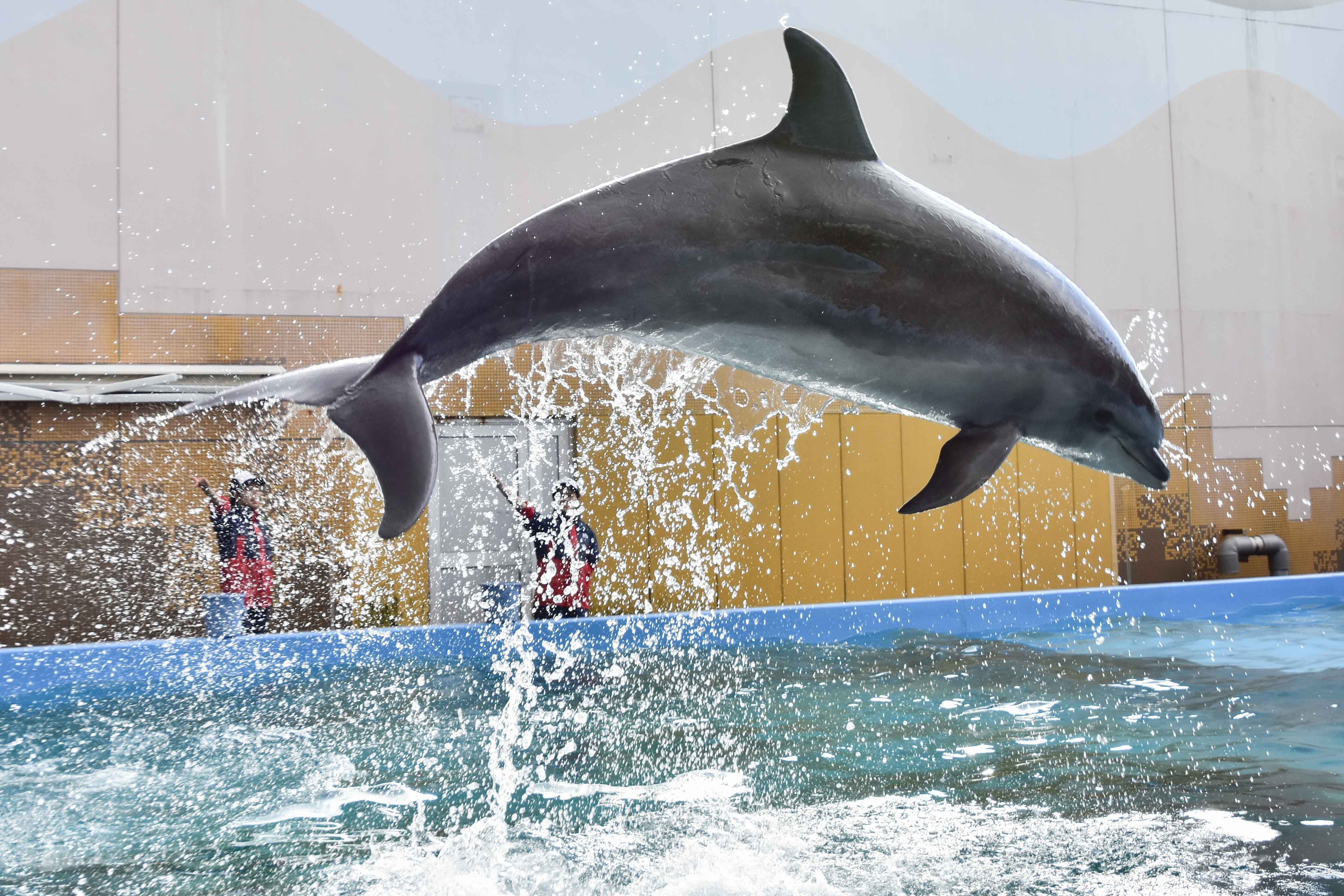 神戸市 須磨海浜水族園のバンドウイルカ