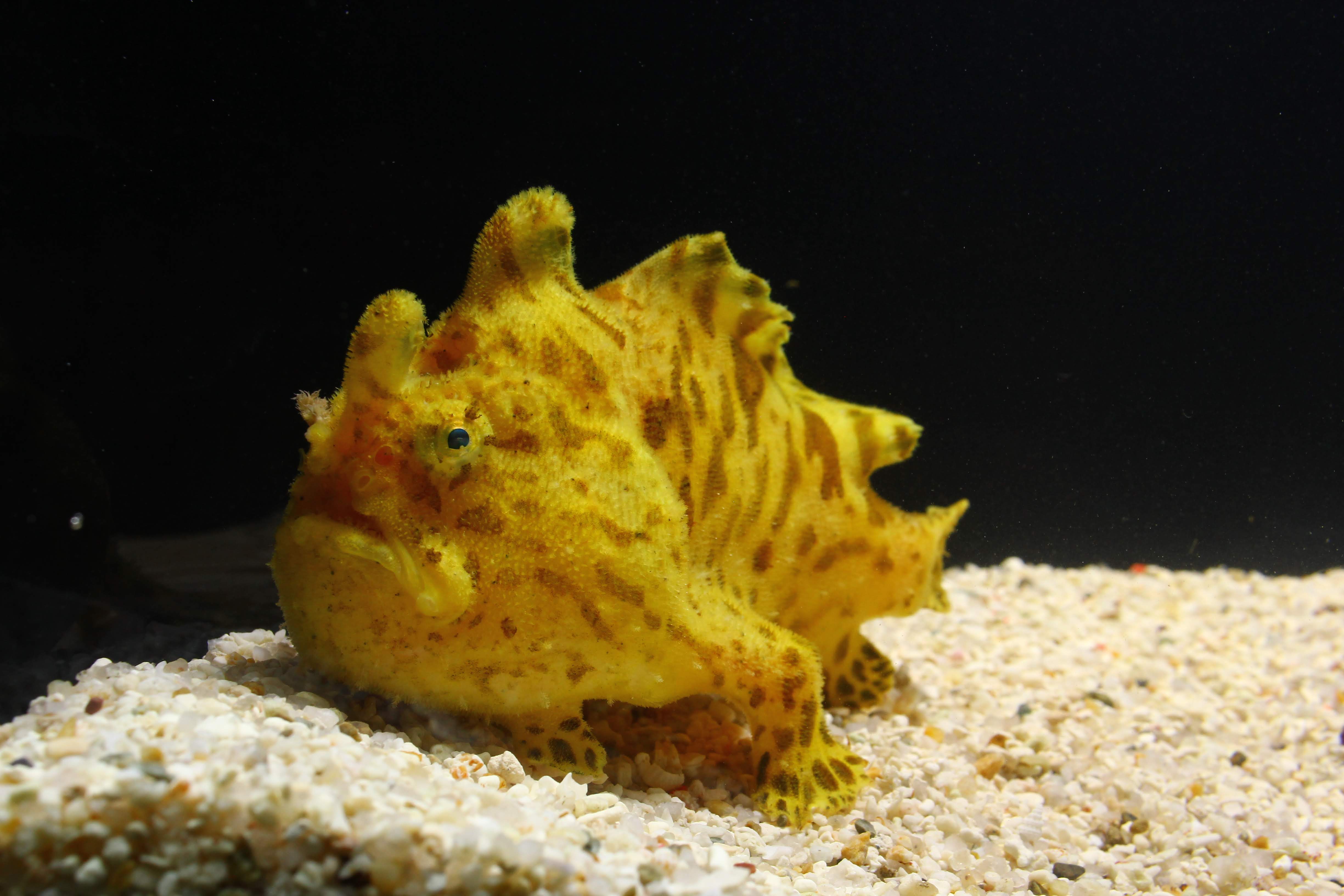 魚 シガテラ 海水