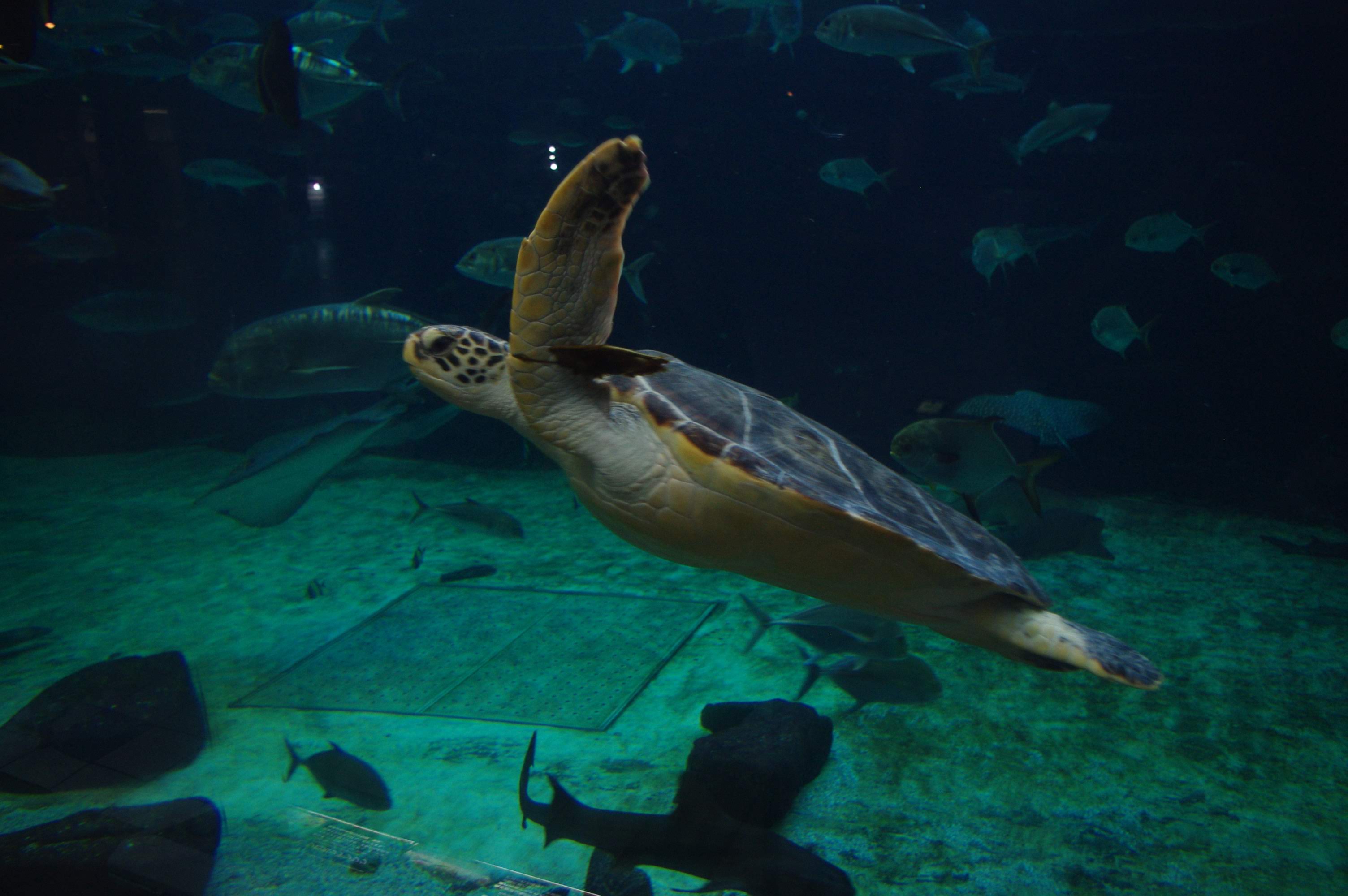 神戸市 スマスイ生物図鑑 海水の世界