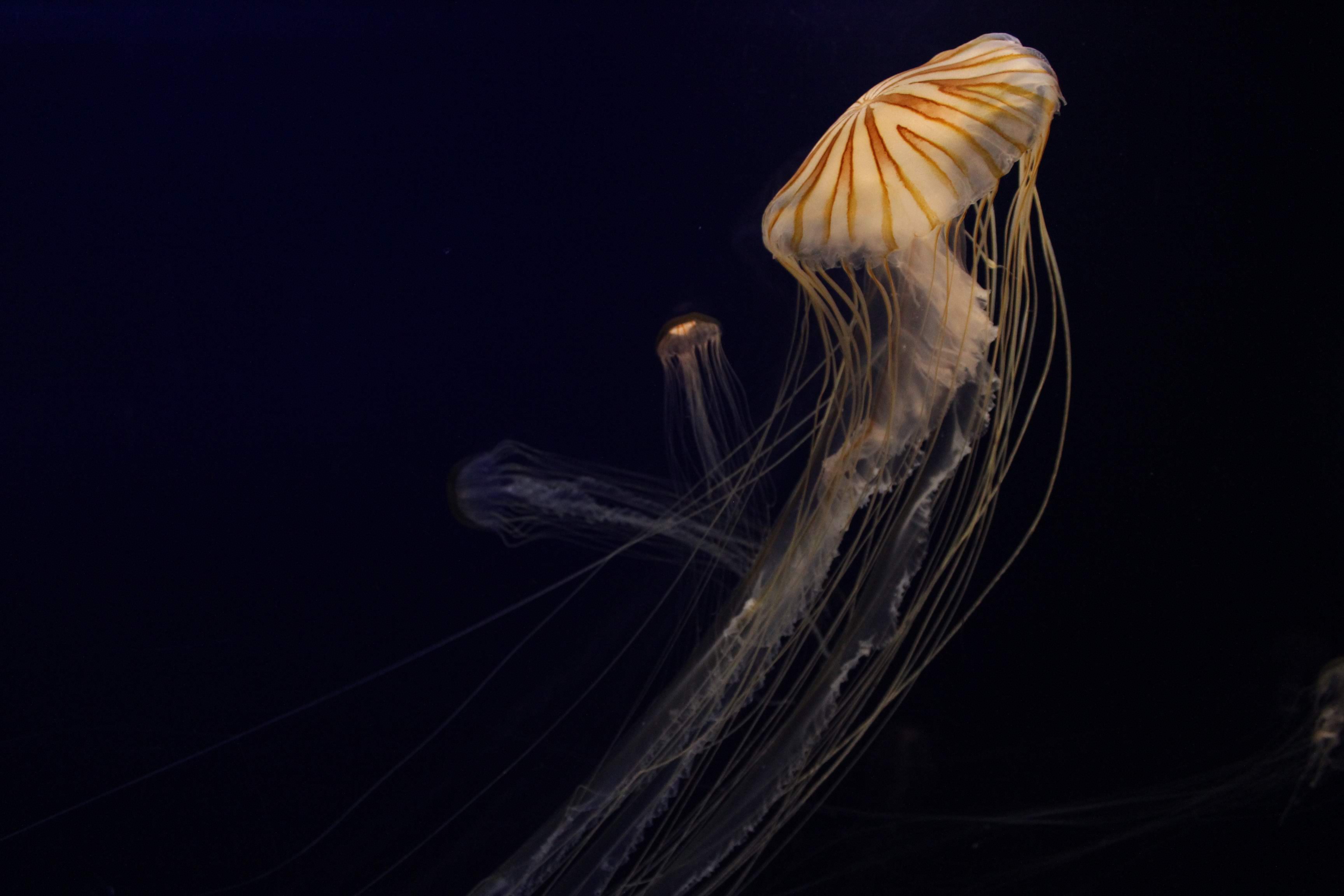 神戸市 スマスイ生物図鑑 海水の世界