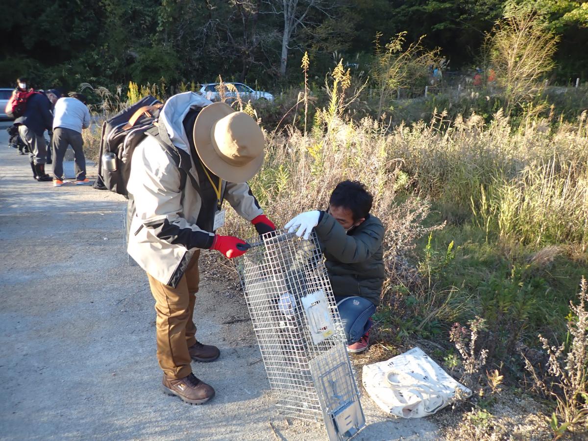 アライグマを捕獲する市民団体の様子