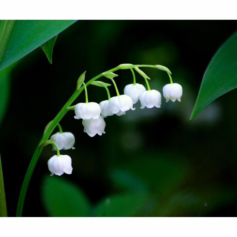 すずらんの花