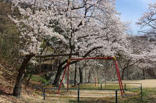 東谷公園の桜