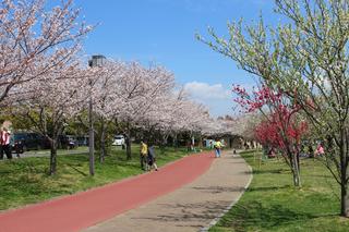 垂水健康公園の桜