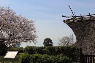 大歳山遺跡公園の桜