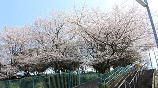 つつじが丘公園の桜