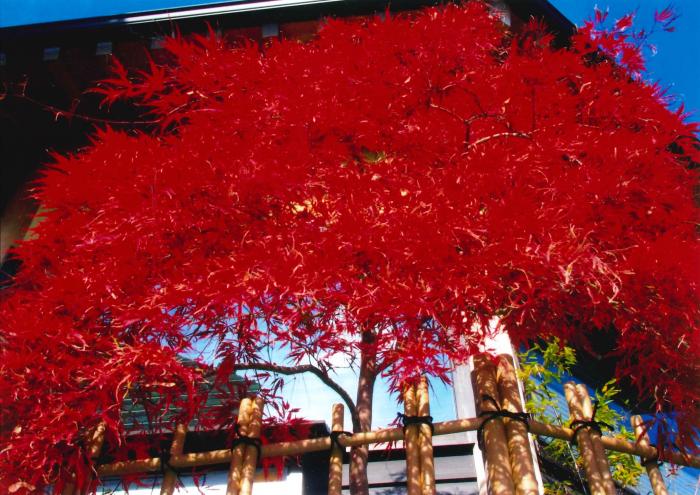 写真；枝垂れ紅葉まっさかり