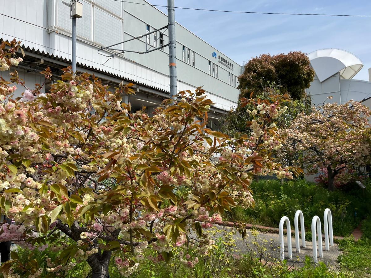 南須磨地域交流センター西隣の公園の須磨浦普賢象