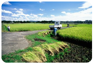 農村風景