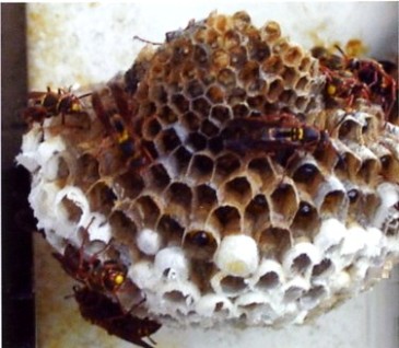 無数にある巣の穴にアシナガバチが6匹とまっている写真