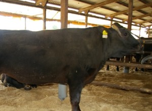 肉用牛の写真