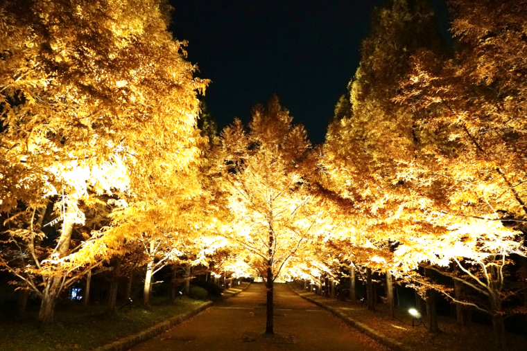 メタセコイア森林植物園