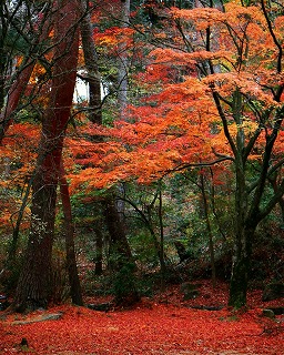 再度公園の紅葉