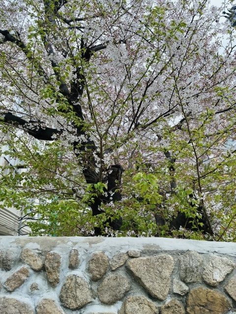 住吉中学さくら写真