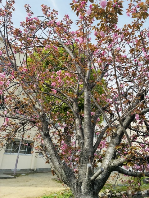 魚崎小学校さくら