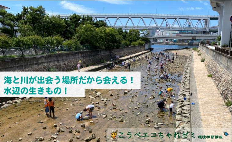 住吉川汽水域