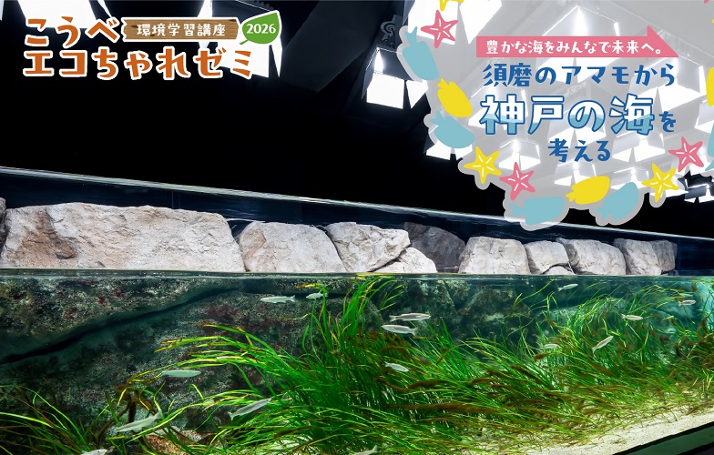 水槽に入ったアマモの写真