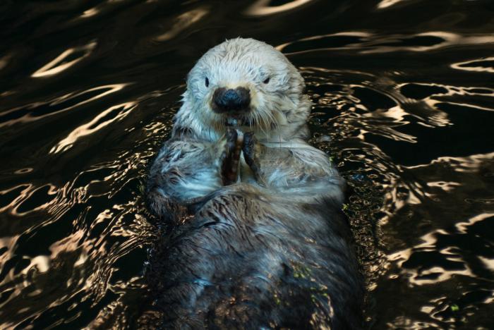 神戸市 須磨海浜水族園のラッコ