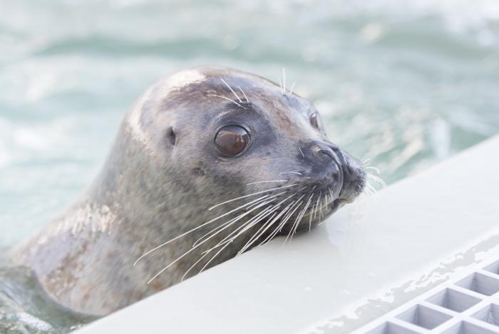 神戸市 須磨海浜水族園のゴマフアザラシ