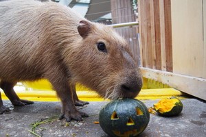 thum_capybara_001