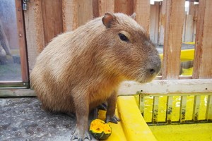 thum_capybara_002