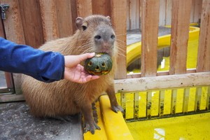 thum_capybara_003