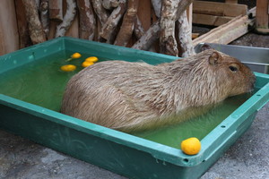 thum_capybara_004