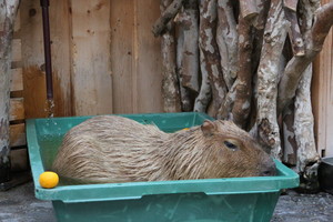 thum_capybara_005