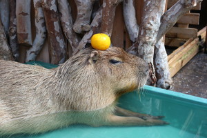 thum_capybara_008