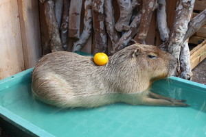 thum_capybara_009