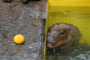 thum_capybara_012