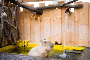 thum_capybara_027